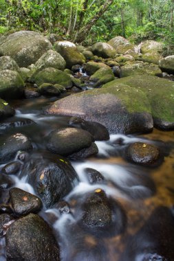 Atlantik yağmur ormanları, Brezilya.