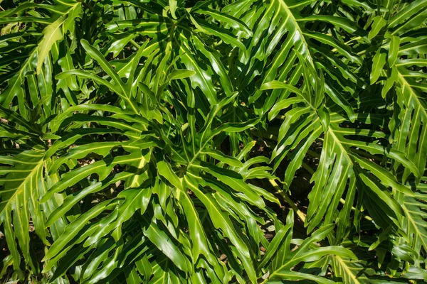 Hermosas hojas tropicales frescas — Foto de Stock