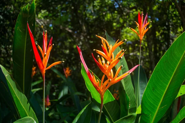 Beautiful orange flowers — Stock Photo, Image