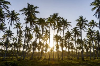 Cueira plaj manzarası