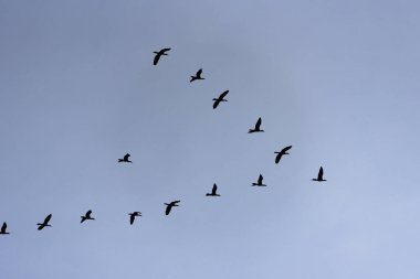 Oluşumunda uçan Bigus (Phalacrocorax brasilianus) 