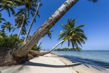Ponta dos Castelhanos, Brasil