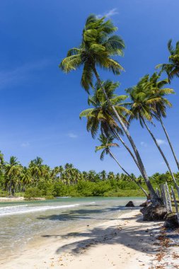 Cueira plaj manzarası