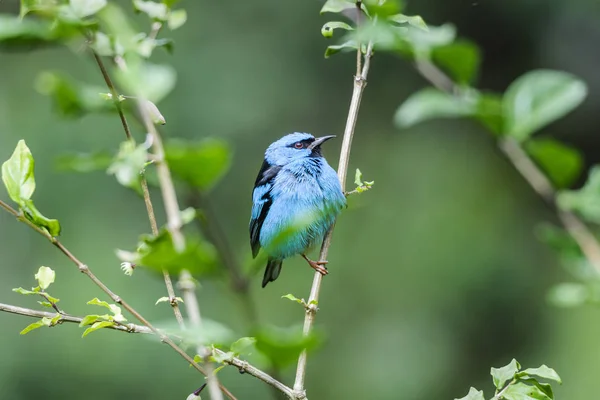 Serrinha do Alambari Environmental Protection Area — 图库照片