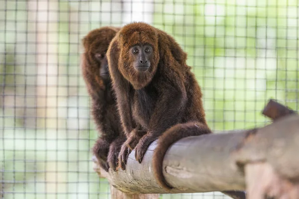 Bugios en cautiverio en el Centro de Primatología — Foto de Stock