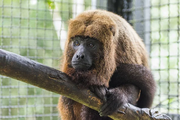 Bugios i fångenskap på Center av Primatologi — Stockfoto