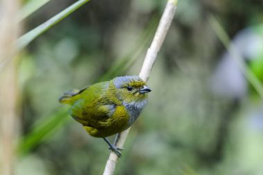 Serrinha do Alambari Environmental Protection Area