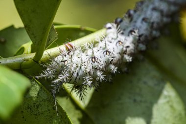 Serrinha do Alambari Environmental Protection Area