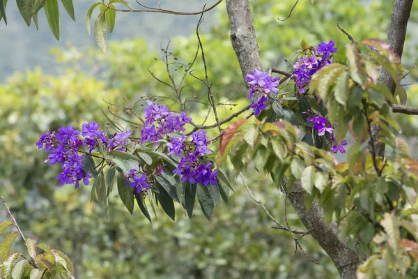 Itataniya 国家公园里的花 — 图库照片