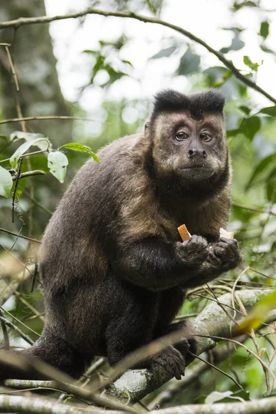 Capuchin monkey in Painswick — Stock Photo, Image