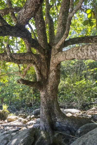 Almendro en la playa de Antigos — Foto de Stock