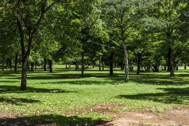 Ibirapuera Parkı görünümü