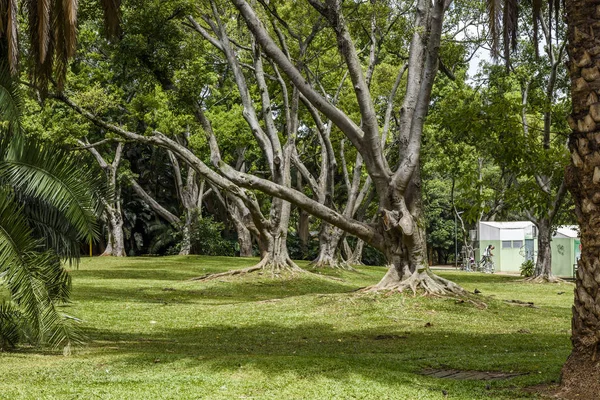 Ibirapuera Vista al Parque — Foto de Stock