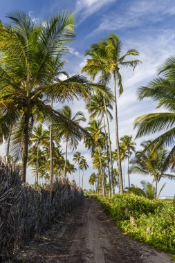 Taipu de Fora beach, Brazil
