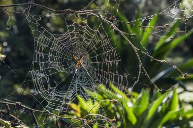 Kırsal alanda web örümcek