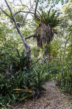 Dev Bromeliads iz 