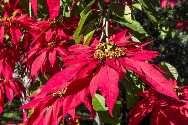 Planta típica de jardín en el campo — Foto de Stock