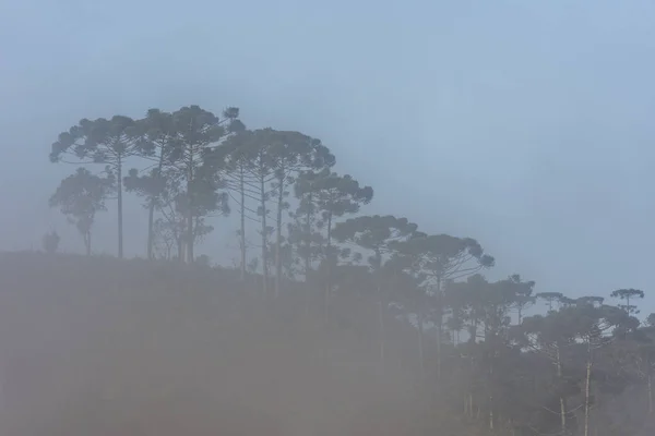 Brazil pines, a myst — Stock Fotó