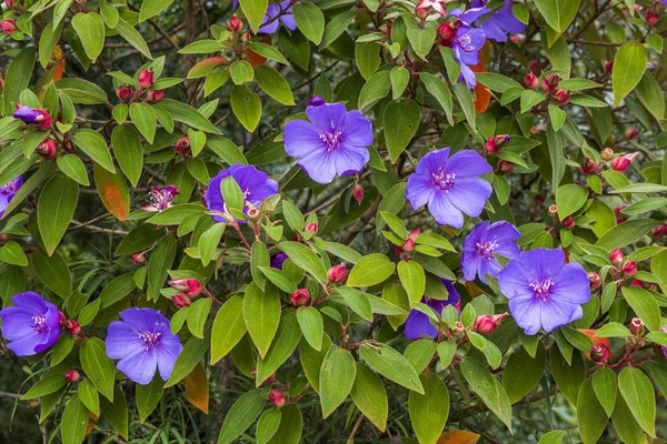 Flores púrpuras en la parte superior de Pico da Calednia — Foto de Stock