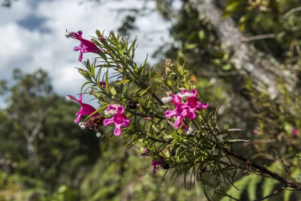 伊塔提亚国家公园山区的典型植物, — 图库照片