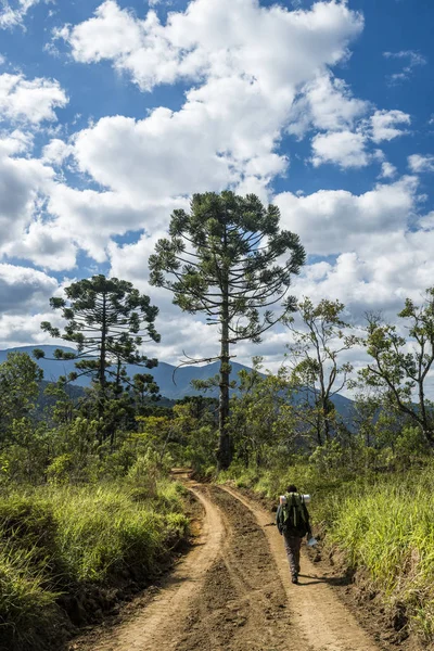 Pinheiro do Paraná nas montanhas do Parque Nacional de Itatiaia — Fotografia de Stock