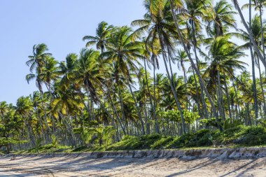 Garapu Beach, Morro de çok Paulo