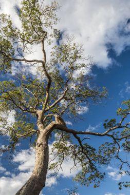 Serra ağacında tipik cerrado yapın CIP, Minas Gerais, Brezilya