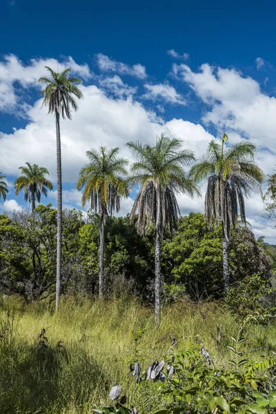 Pohon Palem Macaw dekat Air Terjun Grande — Stok Foto