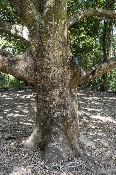 Wandalizm na drzewo w pobliżu Grande wodospad — Zdjęcie stockowe