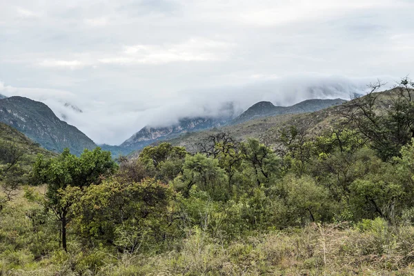 Bocaina 밸리에서 전형적인 cerrado 풍경 — 스톡 사진