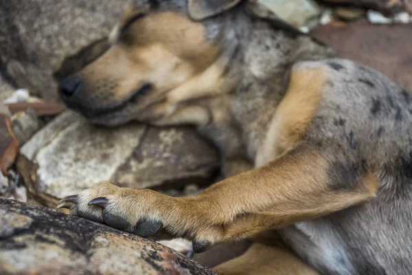 Serra Morena şelale sokak köpeği 