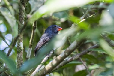 Kara gerdanlı kocabaş (Saltator fuliginosus) 