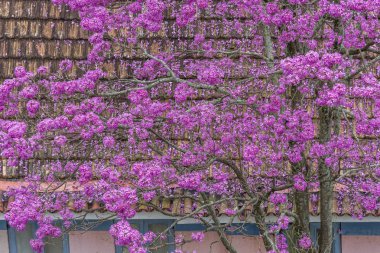 Pembe-IP ağaç Rio de Janeiro