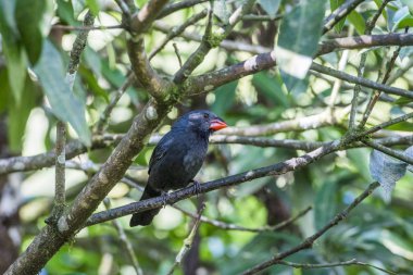 Kara gerdanlı kocabaş (Saltator fuliginosus) 