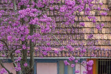 Pembe-IP ağaç Rio de Janeiro