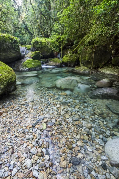 Hermoso río de la selva atlántica con aguas cristalinas — Foto de Stock
