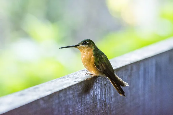 Små Gröna Och Orange Kolibri Apa Juiz Alambari Rio Janeiro — Stockfoto