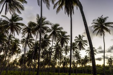 Morro de çok Paulo Tinhar Adası