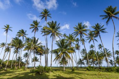 Bainema Beach, Brezilya