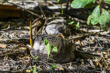 Barra Grande üç Hindistan cevizi plajlar