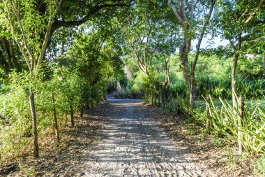 Bainema Beach, Brezilya