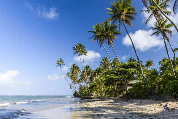 Bainema Beach, Brazilia — Fotografie, imagine de stoc