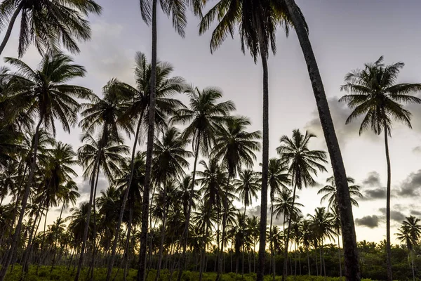 Morro de çok Paulo Tinhar Adası