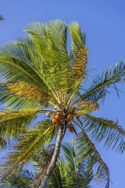 Morer beach, Brazil — Stock Photo, Image