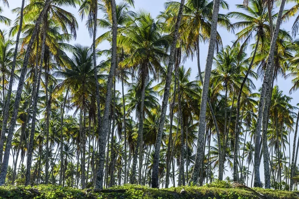 Beach of Garapu, Brazil — Stock Photo, Image