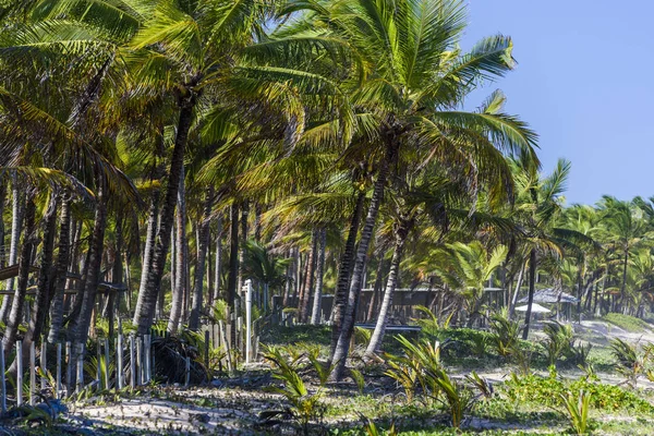 Taipu de Fora beach, Brazil — Stock Photo, Image