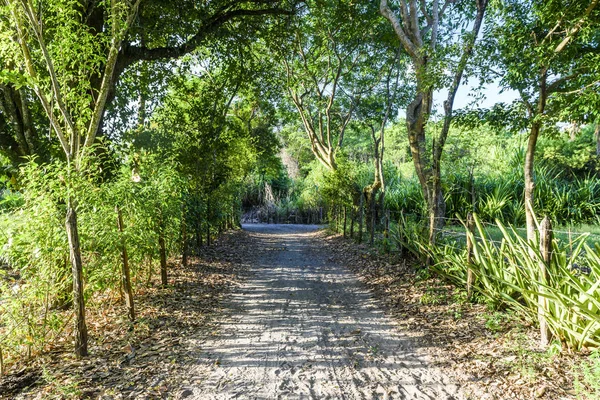 Bainema Beach, Brezilya