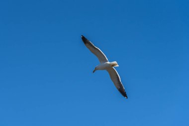 Esmer su yosunu martı Buzios Foça plaj üzerinde uçan, 