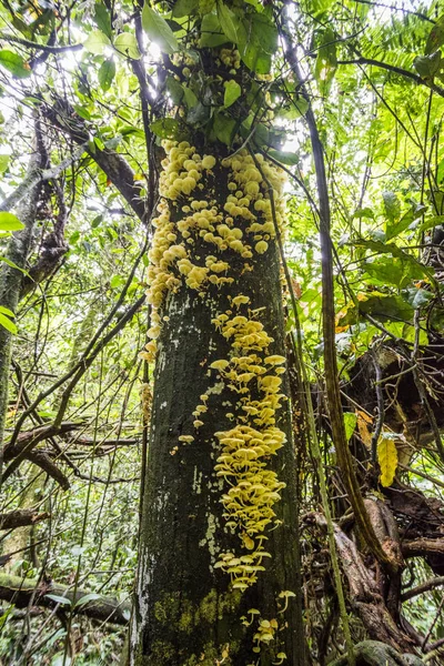 在大西洋雨林的树上的黄色蘑菇 Guapimirim Dos Orgaos 国家公园 巴西里约热内卢 — 图库照片