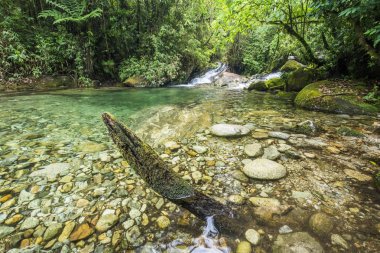 Yağmur ormanları Nehri'nin güzel temiz su